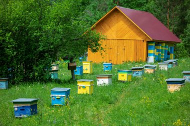 Arkasında meyve bahçesi olan bir çiçek tarlasında bir sıra arı kovanı. Shulgan-Tash Doğa Koruma Alanı.