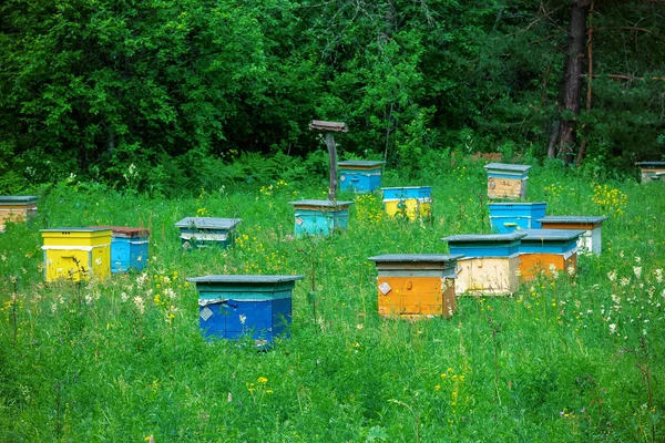 Row Bee Hives Field Flowers Orchard Shulgan Tash Nature Reserve — Stock Photo, Image