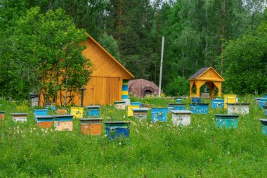 Bir bahar bahçesinde bir apiary içinde kurdeşen. Bal iş konsepti. Shulgan-Tash Doğa Koruma Alanı.
