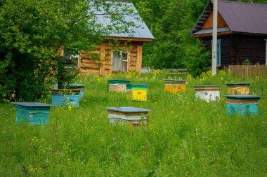Bir bahar bahçesinde bir apiary içinde kurdeşen. Bal iş konsepti. Shulgan-Tash Doğa Koruma Alanı.