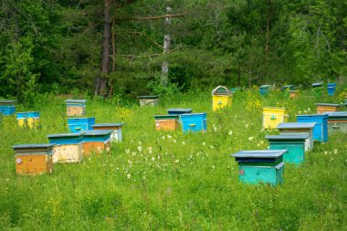 Bir bahar bahçesinde bir apiary içinde kurdeşen. Bal iş konsepti. Shulgan-Tash Doğa Koruma Alanı.