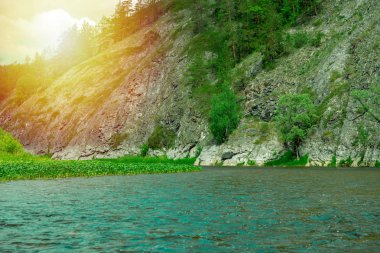Yeşil orman nehir kıyı manzara. Orman nehir kıyı panoraması. Yaz orman nehir kıyı görünümü