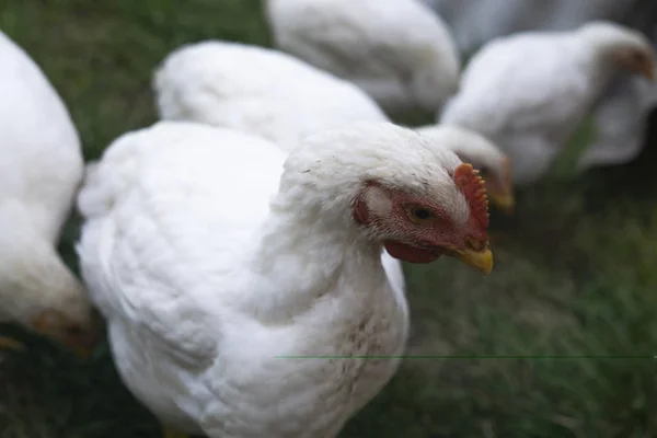 Modern chicken farm, production of white meat. Free range chicken on a traditional poultry farm