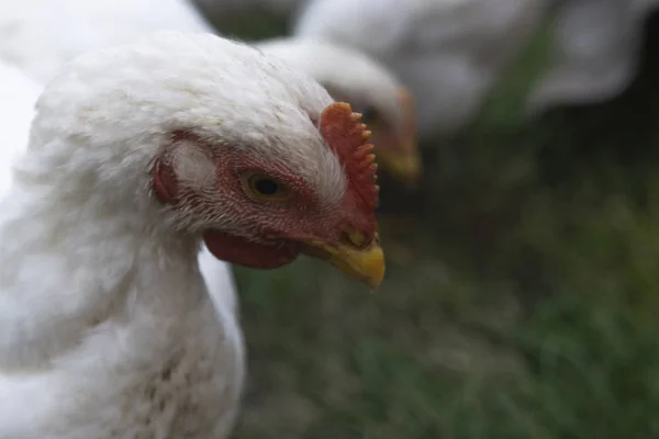 Moderne Hühnerfarm, Produktion von weißem Fleisch. Freilandhühner auf einem traditionellen Geflügelhof — Stockfoto