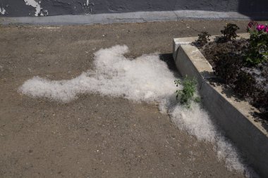 Beyaz kabarık yeşil çim üzerinde yolun kenarında yatıyor. kavram kavak alerjisi. Topolinny aşağı, tohumlar, şehirde yeşil çim üzerinde yalan. Kabarık ağaç tohumları kavak. Ağaçların çoğaltılması.