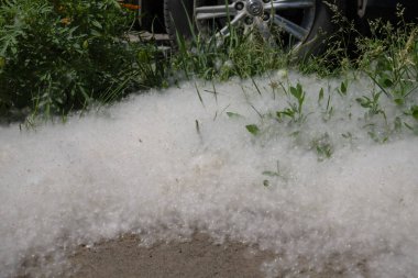 Beyaz kabarık yeşil çim üzerinde yolun kenarında yatıyor. kavram kavak alerjisi. Topolinny aşağı, tohumlar, şehirde yeşil çim üzerinde yalan. Kabarık ağaç tohumları kavak. Ağaçların çoğaltılması.