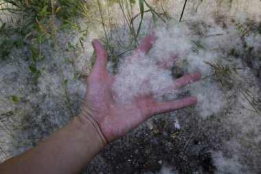 Beyaz kabarık yeşil çim üzerinde yolun kenarında yatıyor. kavram kavak alerjisi. Topolinny aşağı, tohumlar, şehirde yeşil çim üzerinde yalan. Kabarık ağaç tohumları kavak. Ağaçların çoğaltılması.