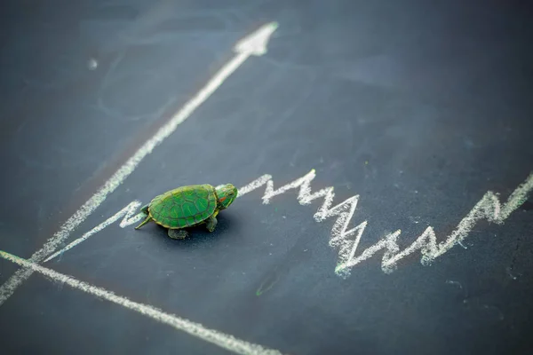 Langzame maar stabiele investering of laag fluctueren aandelenmarkt concept, miniatuur figuur schildpad of schildpad wandelen op schoolbord met tekening prijs lijngrafiek van de beurswaarde. — Stockfoto