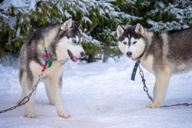 Dışarıda Sibirya köpeği oynayan iki kişi. İki Sibirya Husky köpeği karlı, donmuş nehirde oturmayı dört gözle bekliyor. Güzel portre, güzel köpekler.