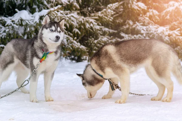 Due Cani Husky Siberiani All Aperto Due Cani Siberiani Husky — Foto Stock