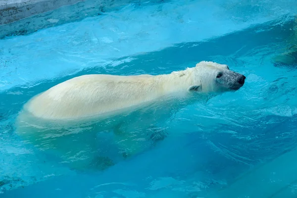 動物園でホッキョクグマ。飼育下の動物だ北方熊. — ストック写真