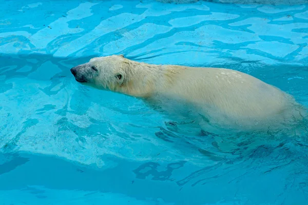 動物園でホッキョクグマ。飼育下の動物だ北方熊. — ストック写真
