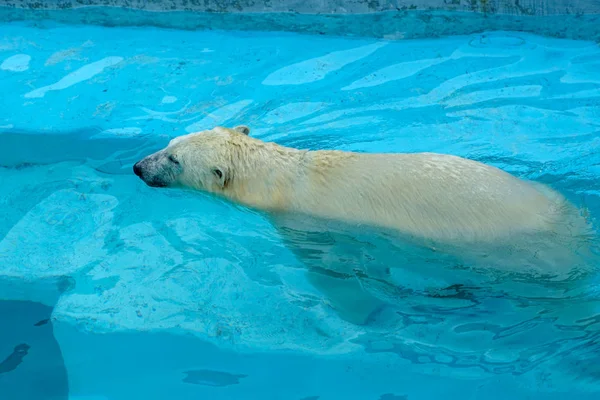 Urso polar no zoológico. Um animal em cativeiro. Urso do Norte . — Fotografia de Stock