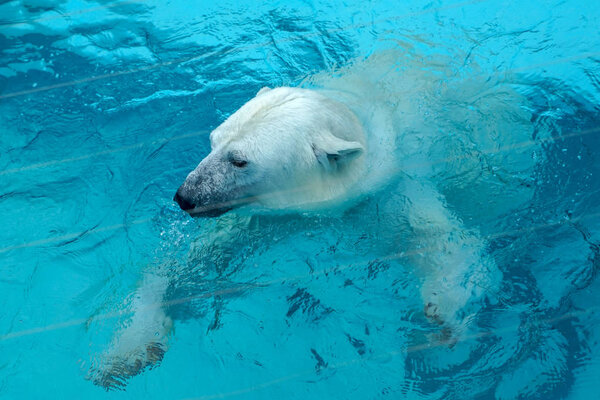 Polar bear at the zoo. An animal in captivity. Northern Bear.