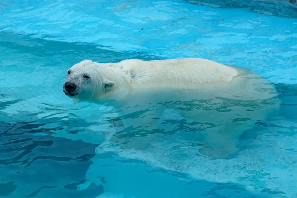 動物園でホッキョクグマ。飼育下の動物だ北方熊. — ストック写真