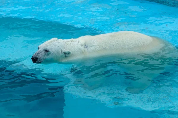 動物園でホッキョクグマ。飼育下の動物だ北方熊. — ストック写真