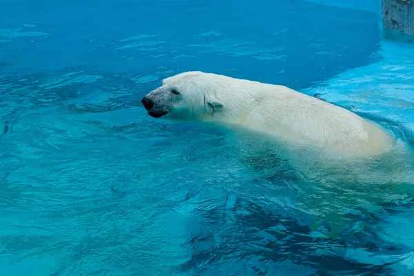 動物園でホッキョクグマ。飼育下の動物だ北方熊. — ストック写真