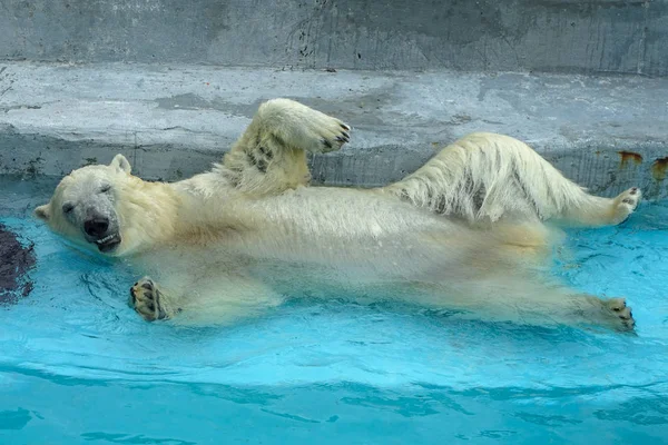 Urso polar no zoológico. Um animal em cativeiro. Urso do Norte . — Fotografia de Stock