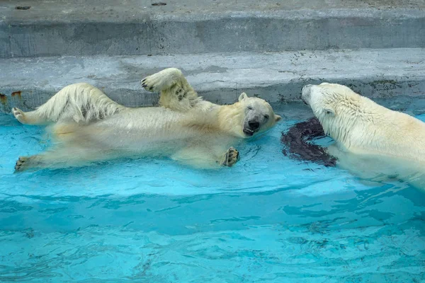 Luta de irmãos em jogos de bebés. Dois filhotes de urso polar estão a brincar na piscina. Miúdos bonitos e fofinhos, que serão os animais mais perigosos do mundo . — Fotografia de Stock