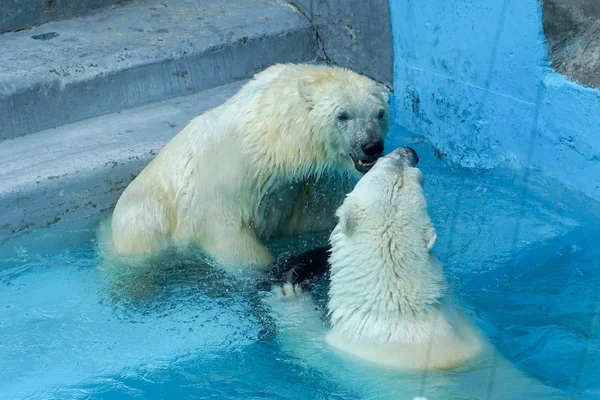 Sibling wrestling in baby games. Two polar bear cubs are playing about in pool. Cute and cuddly animal kids, which are going to be the most dangerous beasts of the world.