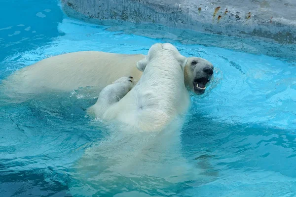 Luta de irmãos em jogos de bebés. Dois filhotes de urso polar estão a brincar na piscina. Miúdos bonitos e fofinhos, que serão os animais mais perigosos do mundo . — Fotografia de Stock