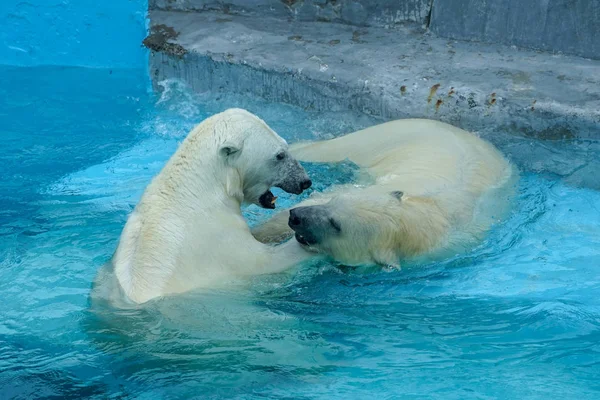 Sibling wrestling in baby games. Two polar bear cubs are playing about in pool. Cute and cuddly animal kids, which are going to be the most dangerous beasts of the world.