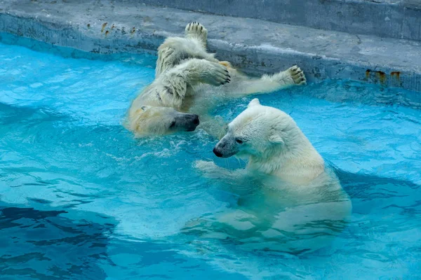 Sibling wrestling in baby games. Two polar bear cubs are playing about in pool. Cute and cuddly animal kids, which are going to be the most dangerous beasts of the world.