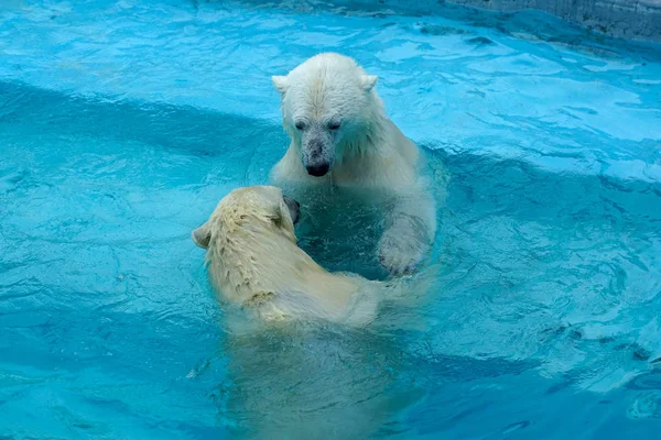 赤ちゃんゲームで兄弟レスリング。二匹のホッキョクグマがプールで遊んでいる。かわいいとかわいい動物の子供たちは、世界で最も危険な獣になるだろう. — ストック写真