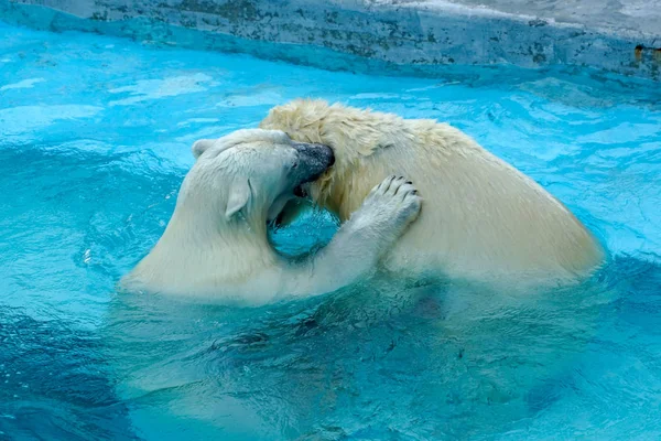 Luta de irmãos em jogos de bebés. Dois filhotes de urso polar estão a brincar na piscina. Miúdos bonitos e fofinhos, que serão os animais mais perigosos do mundo . — Fotografia de Stock