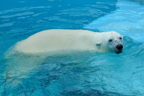 Polar bear at the zoo. An animal in captivity. Northern Bear. Stock Image
