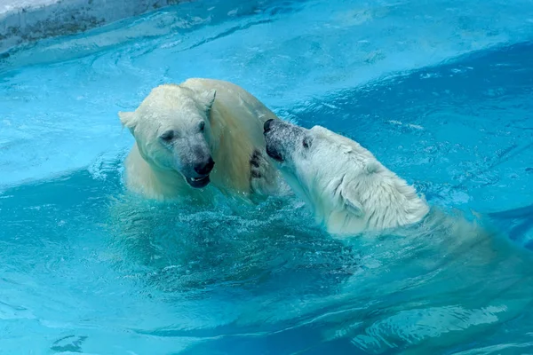 Sibling wrestling in baby games. Two polar bear cubs are playing about in pool. Cute and cuddly animal kids, which are going to be the most dangerous beasts of the world. Stock Picture