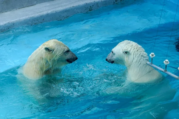 Luta de irmãos em jogos de bebés. Dois filhotes de urso polar estão a brincar na piscina. Miúdos bonitos e fofinhos, que serão os animais mais perigosos do mundo . Imagem De Stock