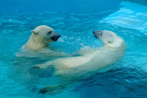 Broer en zus worstelen in baby spelletjes. Twee ijsberenwelpen spelen in het zwembad. Leuke en knuffelige dierenkinderen, die de gevaarlijkste beesten van de wereld zullen worden.. Stockfoto