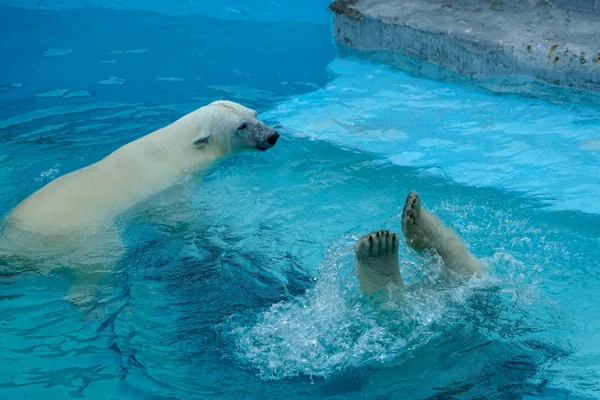 Broer en zus worstelen in baby spelletjes. Twee ijsberenwelpen spelen in het zwembad. Leuke en knuffelige dierenkinderen, die de gevaarlijkste beesten van de wereld zullen worden.. Stockfoto