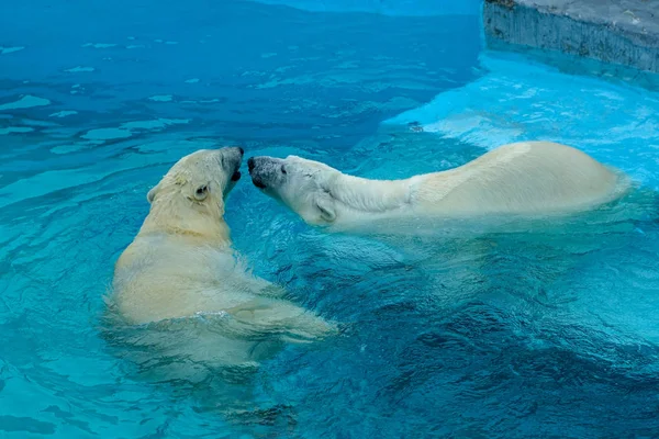 Luta de irmãos em jogos de bebés. Dois filhotes de urso polar estão a brincar na piscina. Miúdos bonitos e fofinhos, que serão os animais mais perigosos do mundo . Fotografia De Stock