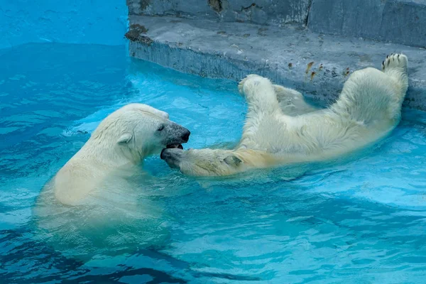 Luta de irmãos em jogos de bebés. Dois filhotes de urso polar estão a brincar na piscina. Miúdos bonitos e fofinhos, que serão os animais mais perigosos do mundo . Imagem De Stock