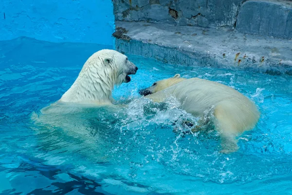 Sibling wrestling in baby games. Two polar bear cubs are playing about in pool. Cute and cuddly animal kids, which are going to be the most dangerous beasts of the world. Stock Image