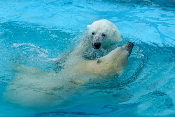 Broer en zus worstelen in baby spelletjes. Twee ijsberenwelpen spelen in het zwembad. Leuke en knuffelige dierenkinderen, die de gevaarlijkste beesten van de wereld zullen worden.. Stockafbeelding