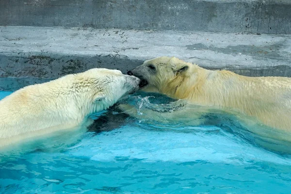 Luta de irmãos em jogos de bebés. Dois filhotes de urso polar estão a brincar na piscina. Miúdos bonitos e fofinhos, que serão os animais mais perigosos do mundo . Fotografia De Stock