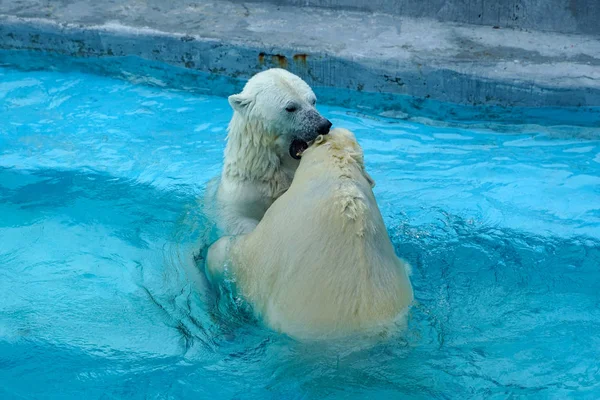 Broer en zus worstelen in baby spelletjes. Twee ijsberenwelpen spelen in het zwembad. Leuke en knuffelige dierenkinderen, die de gevaarlijkste beesten van de wereld zullen worden.. Rechtenvrije Stockafbeeldingen