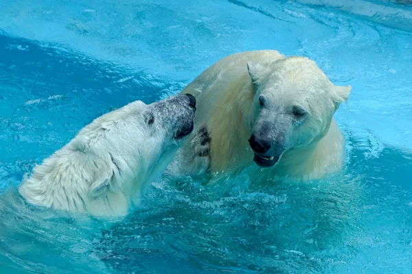 Sibling wrestling in baby games. Two polar bear cubs are playing about in pool. Cute and cuddly animal kids, which are going to be the most dangerous beasts of the world. Royalty Free Stock Photos