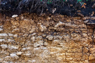 Fırtınalardan kaynaklanan erozyon. Toprak ve kaya katmanlarını göstermek için. Doğa kesitli toprak, yer altında yeşil çimenler, toprak yüzeyinin kesilmesi.