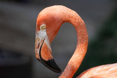 Koyu yeşil arka planda çimlerin üzerinde duran pembe flamingo kuşunun profili. Pembe bir flamingoya yaklaş