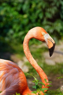 Koyu yeşil arka planda çimlerin üzerinde duran pembe flamingo kuşunun profili. Pembe bir flamingoya yaklaş