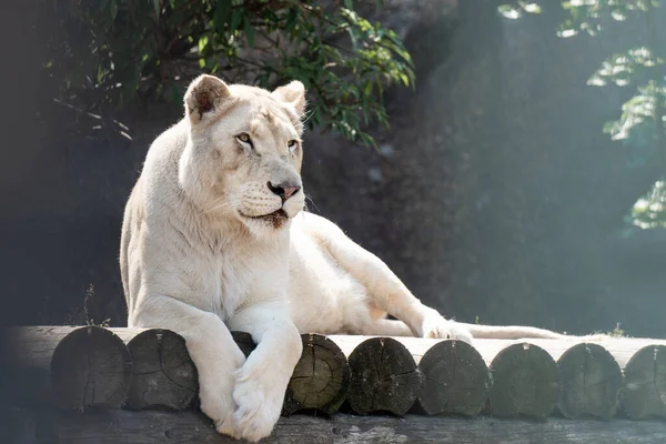 Portrait Une Lionne Relaxant Sur Herbe Dans Parc Afrique — Photo