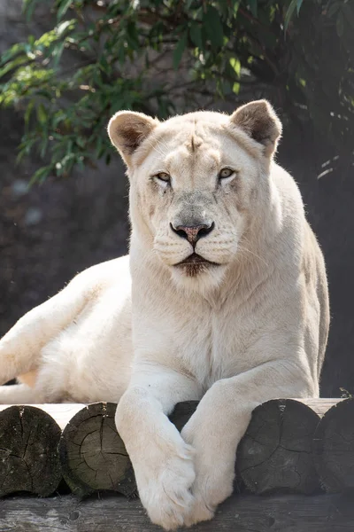 Une Lionne Blanche Regardant Intensément Avec Ses Yeux Bleus Dans — Photo