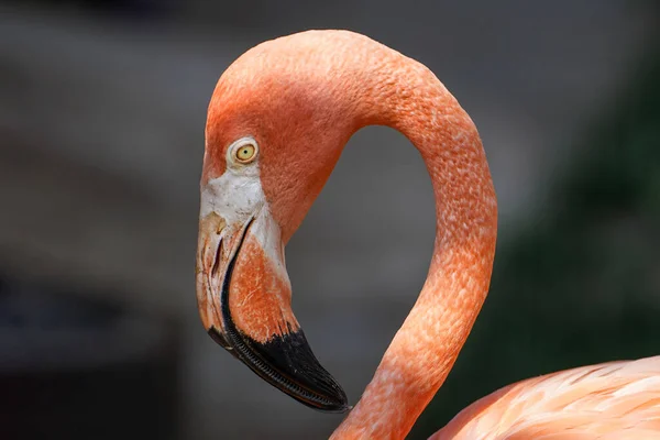 Profile of a pink flamingo bird standing on the grass on dark green background. Close up of a pink flamingo