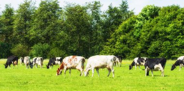 Alanda otlayan inekler görünümünü
