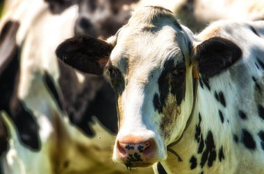 Meraklı Holstein inek sığır çayırda portresi