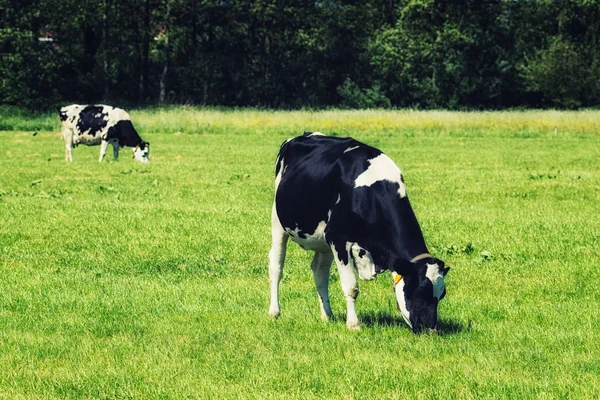 Vaca Pastando Campo Dia Ensolarado Brilhante — Fotografia de Stock
